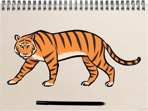 simple tiger drawings.